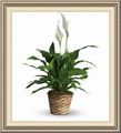 Royal Palm Beach Florist Shop Com, , Royl P Bch, Atlantic Beach, FL 32233, (561)_204-1306